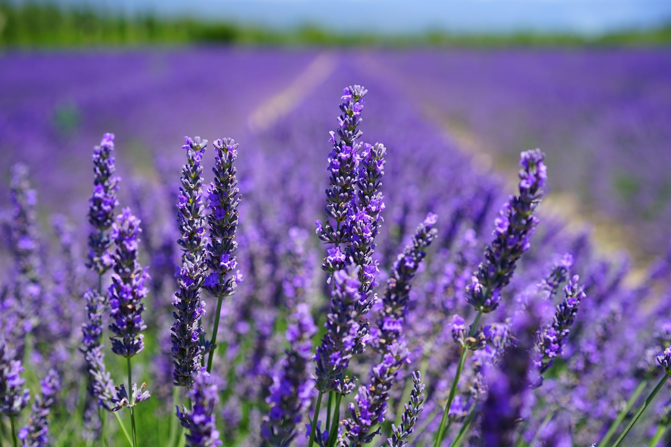 Lavender  Soap