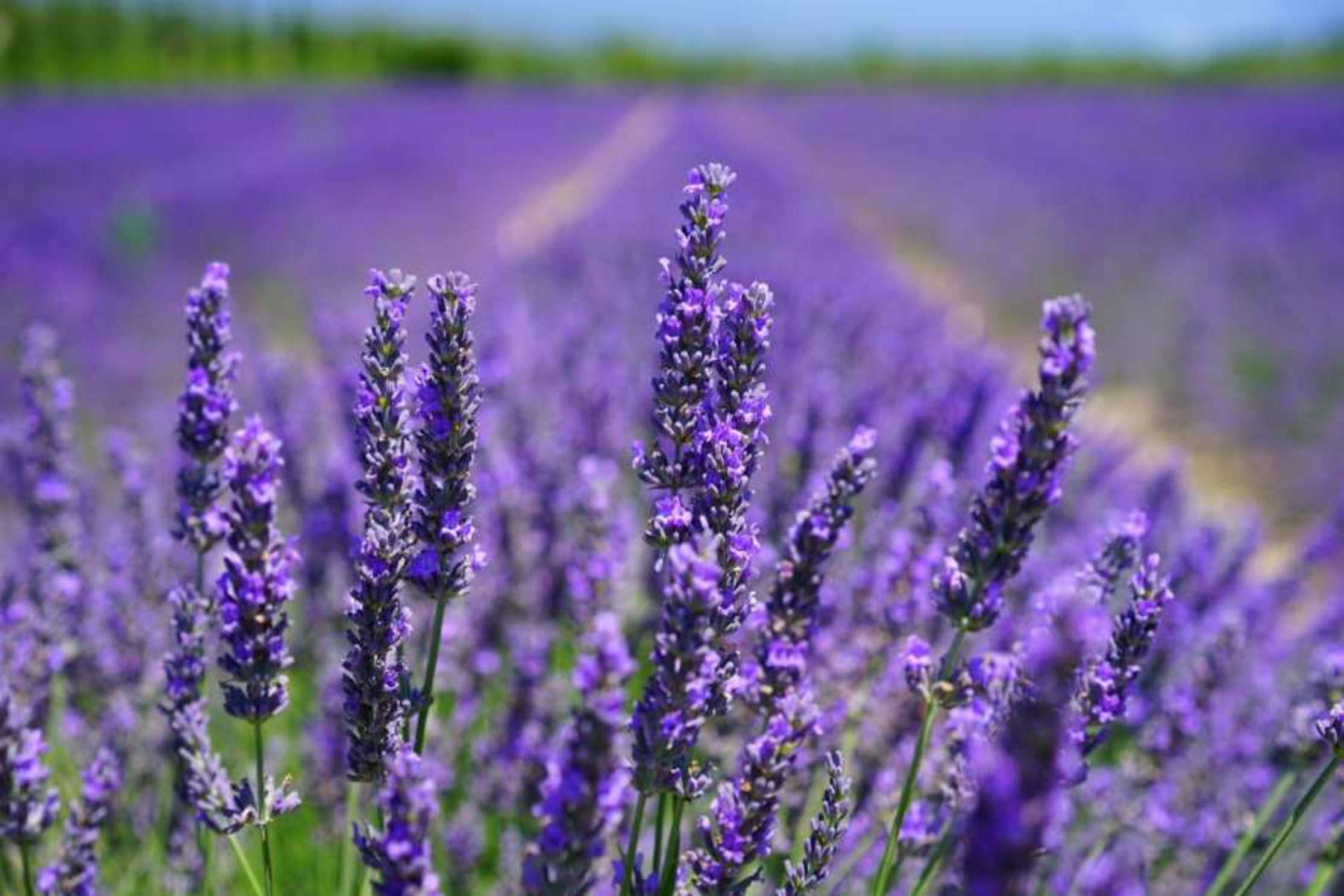 Lavender  Wax Tart
