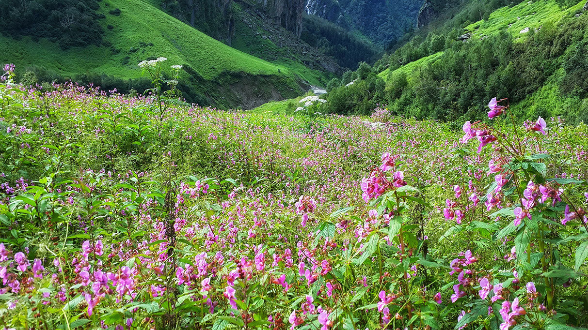 Blooming Valley Wax Tart