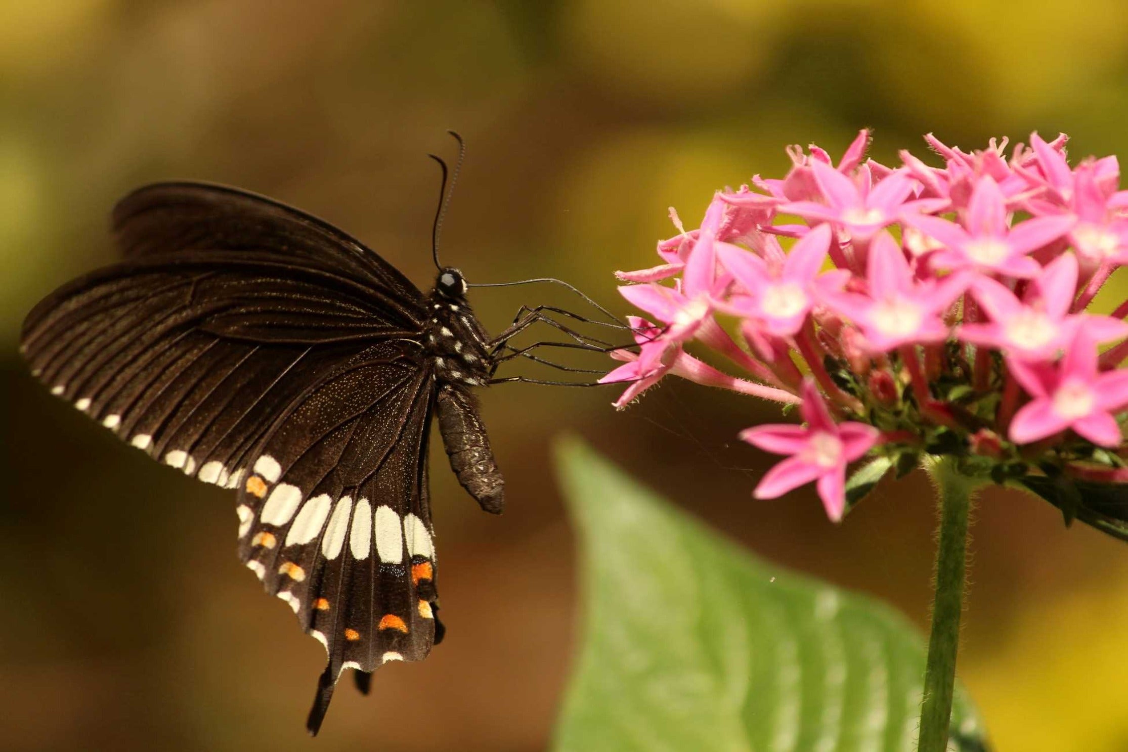 Butterfly Garden Soap