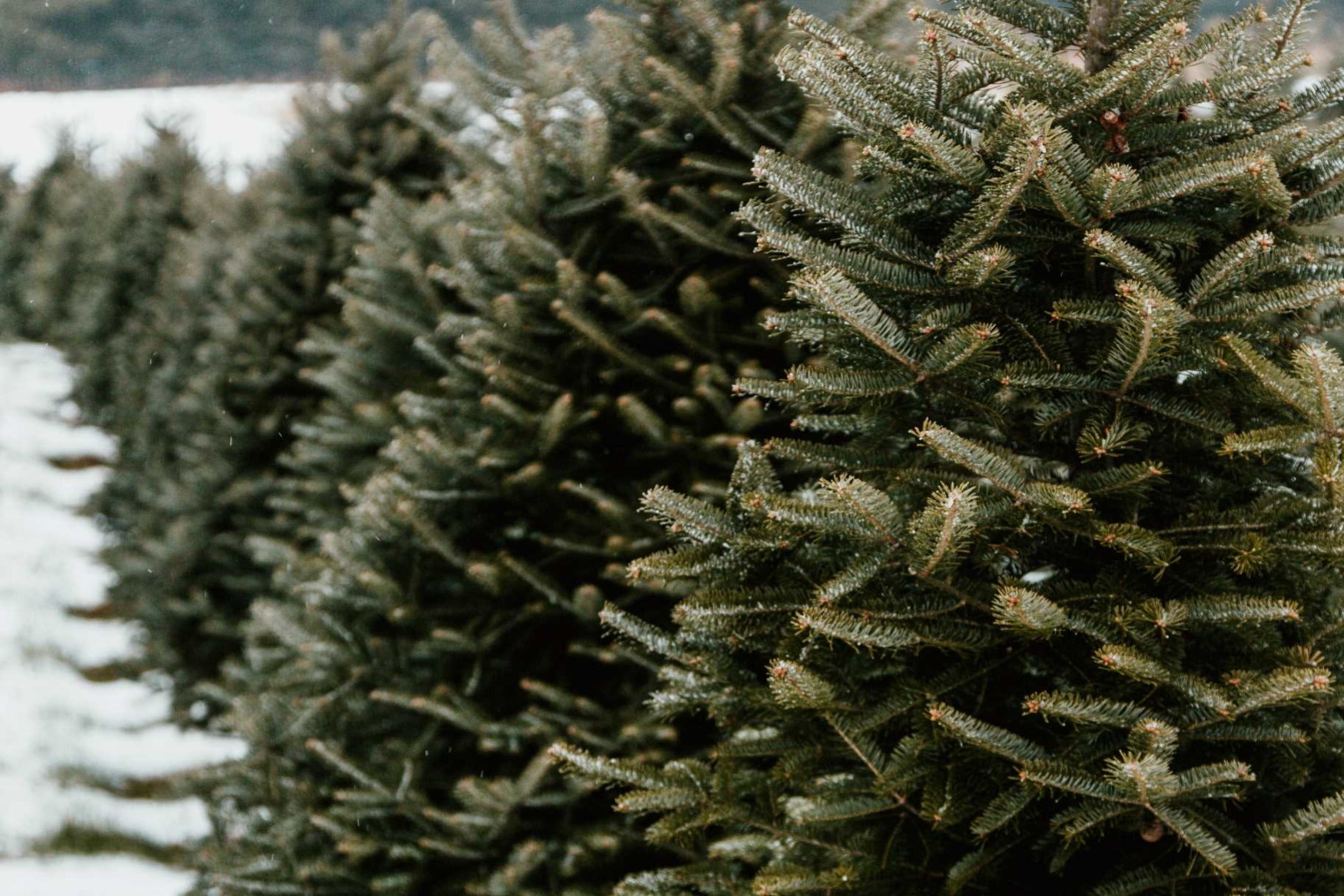 Evergreen Diffuser