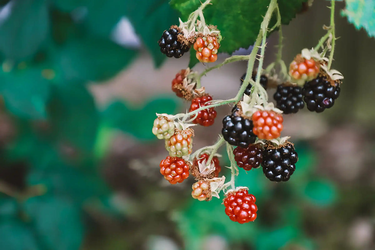 http://blueelegance.org/cdn/shop/files/red-and-black-bramble-berries.webp?v=1683233250&width=1200