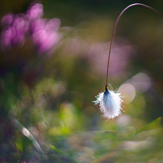 Whispers of Spring Wax Tarts