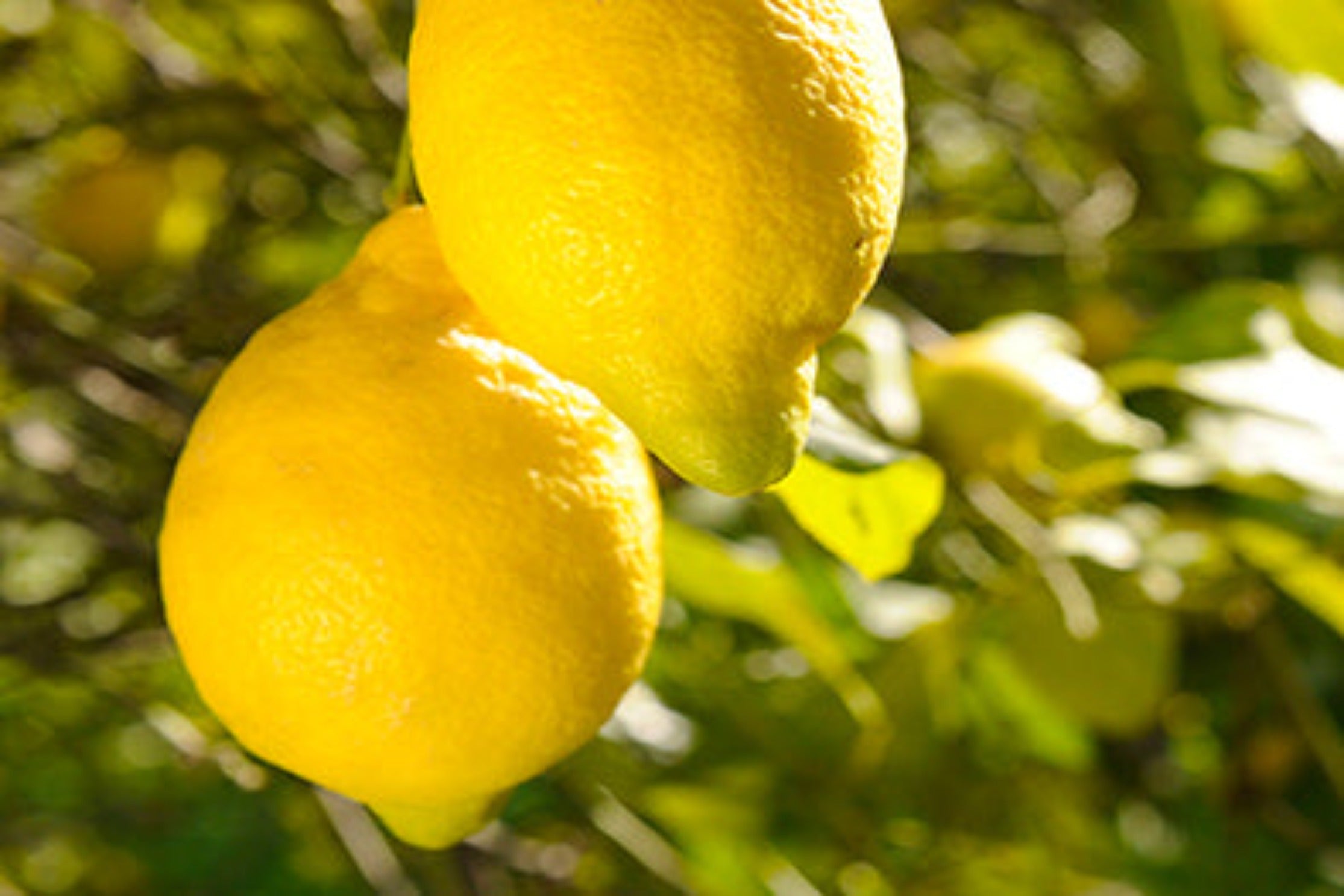 Sunshine & Lemons  Candle