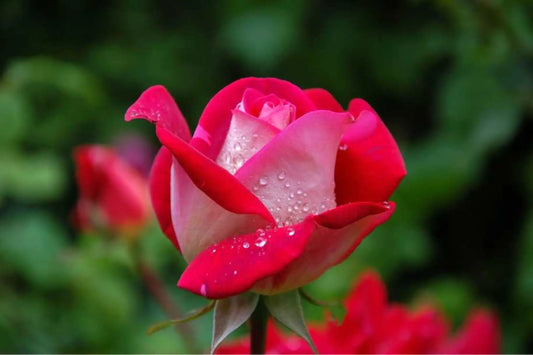 Rose Garden Wax Tart