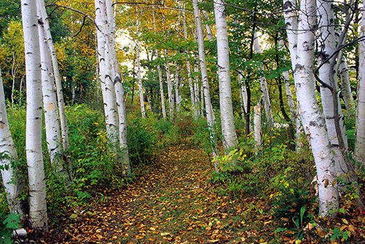 Enchanted Forest Wax Melts
