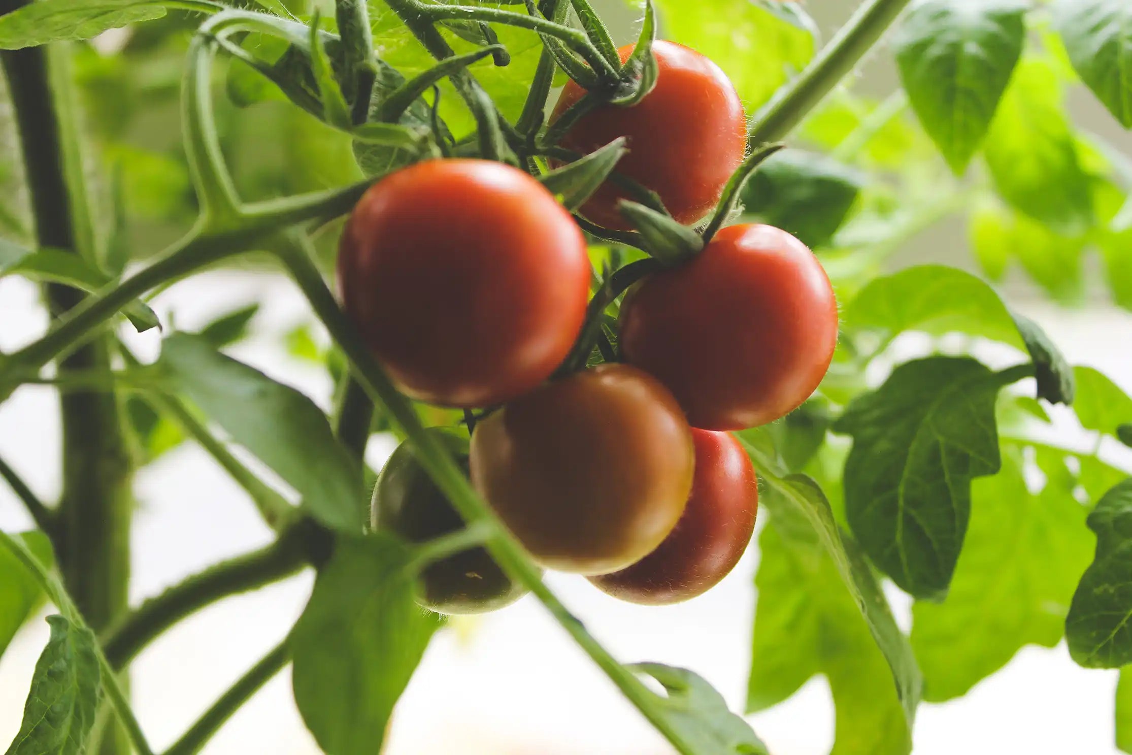 Tomato Patch  Candle