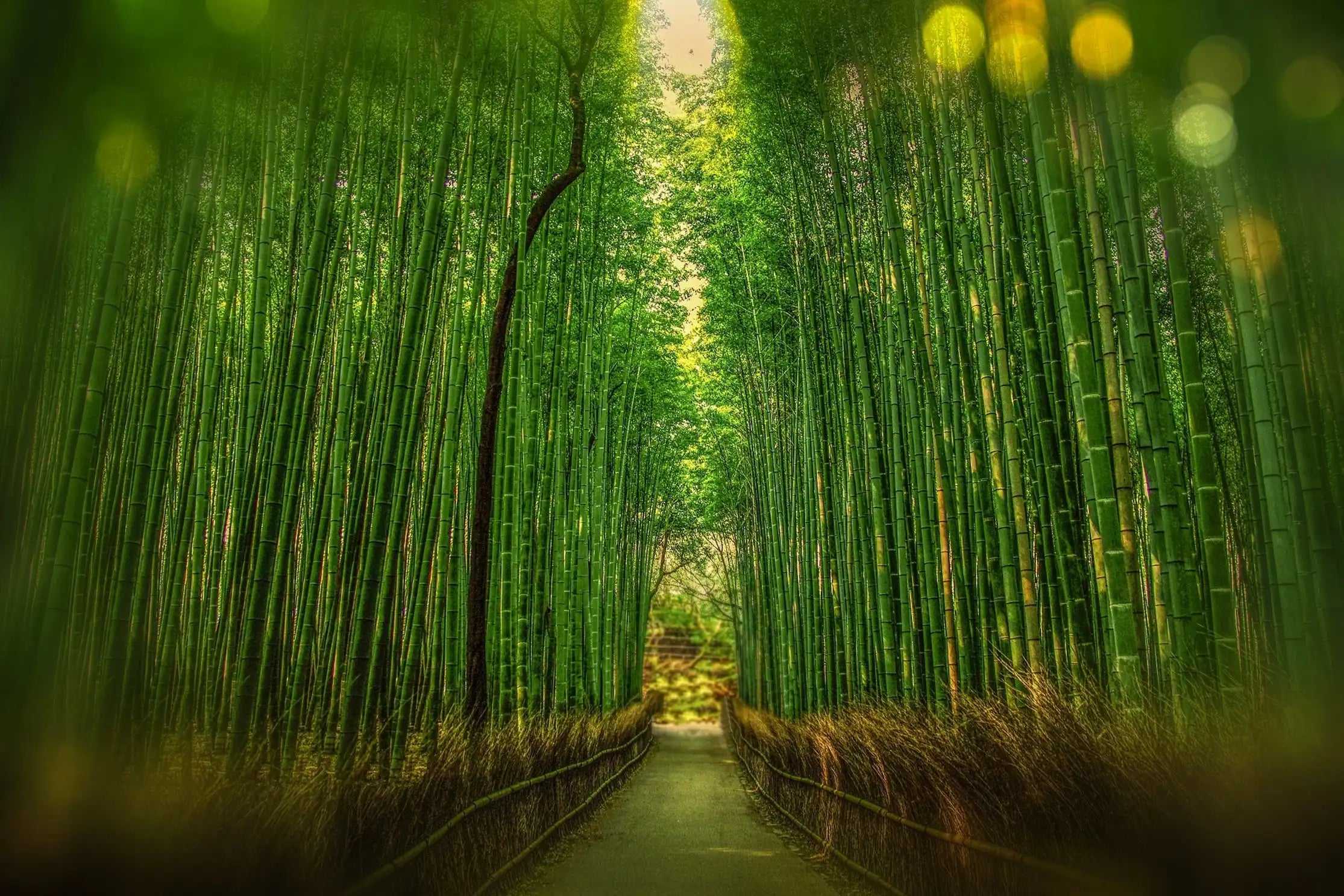 Bamboo Forest Wax Tarts